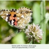 vanessa cardui aksaut